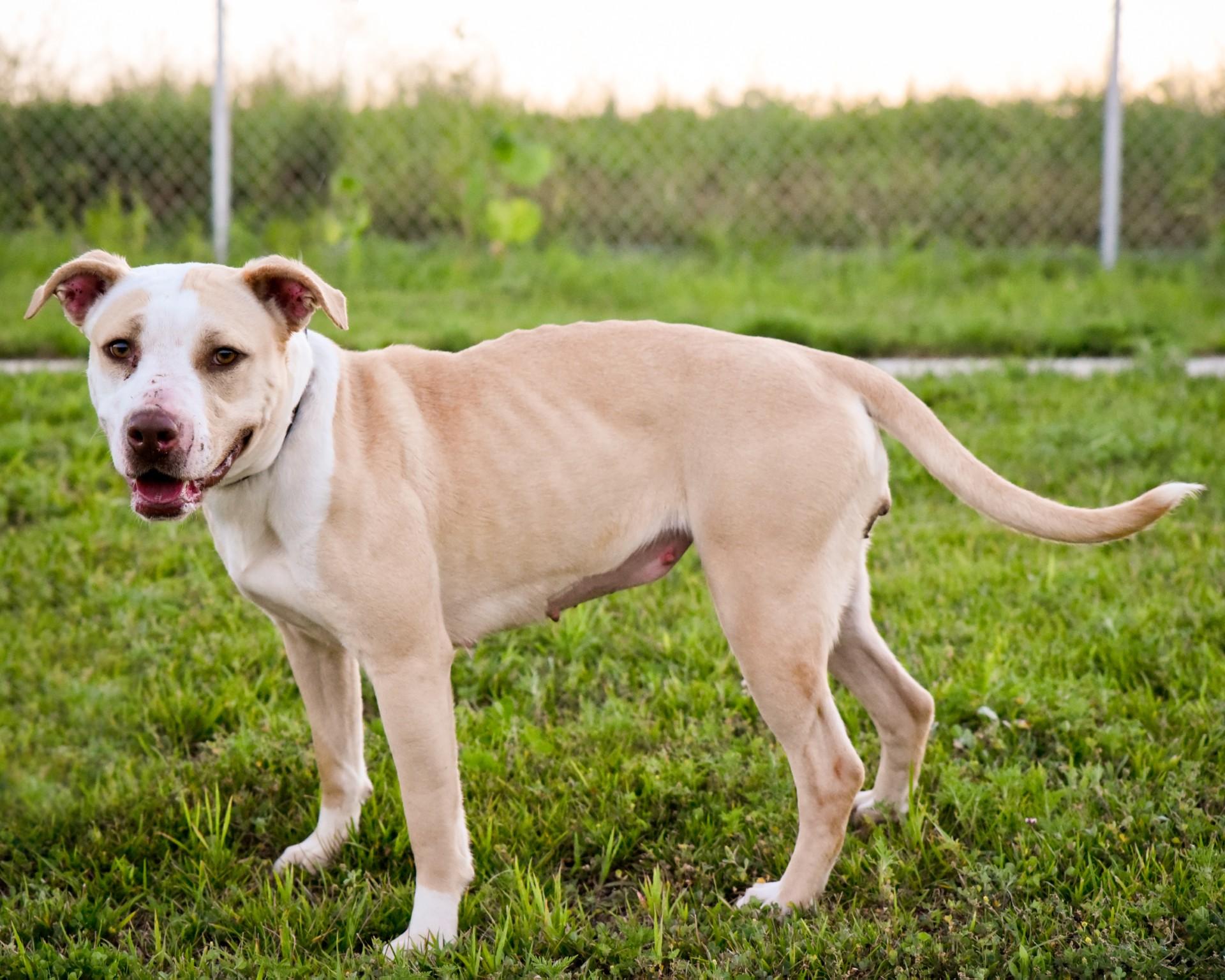 Enlarge Junie B, a ADOPTABLE Mixed Breed in Jefferson, IA image 3/3