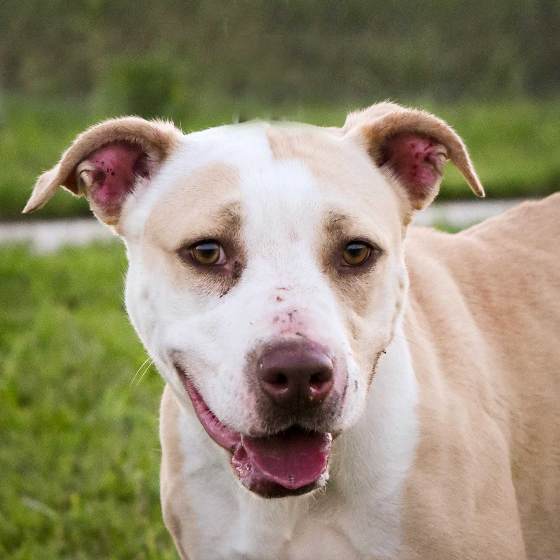 Enlarge Junie B, a ADOPTABLE Mixed Breed in Jefferson, IA image 2/3