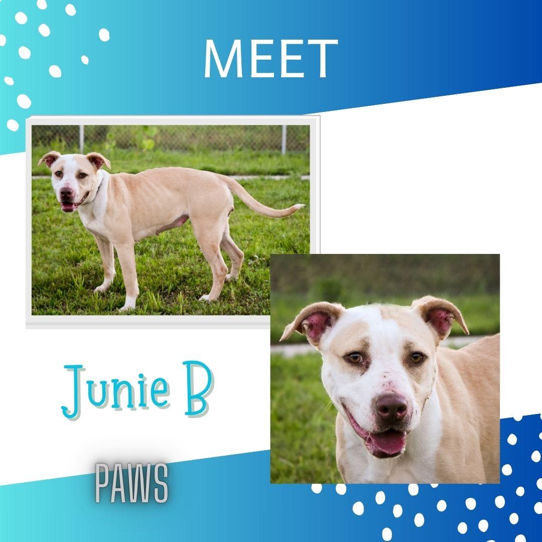 Junie B, ADOPTABLE, Adult Female Mixed Breed.