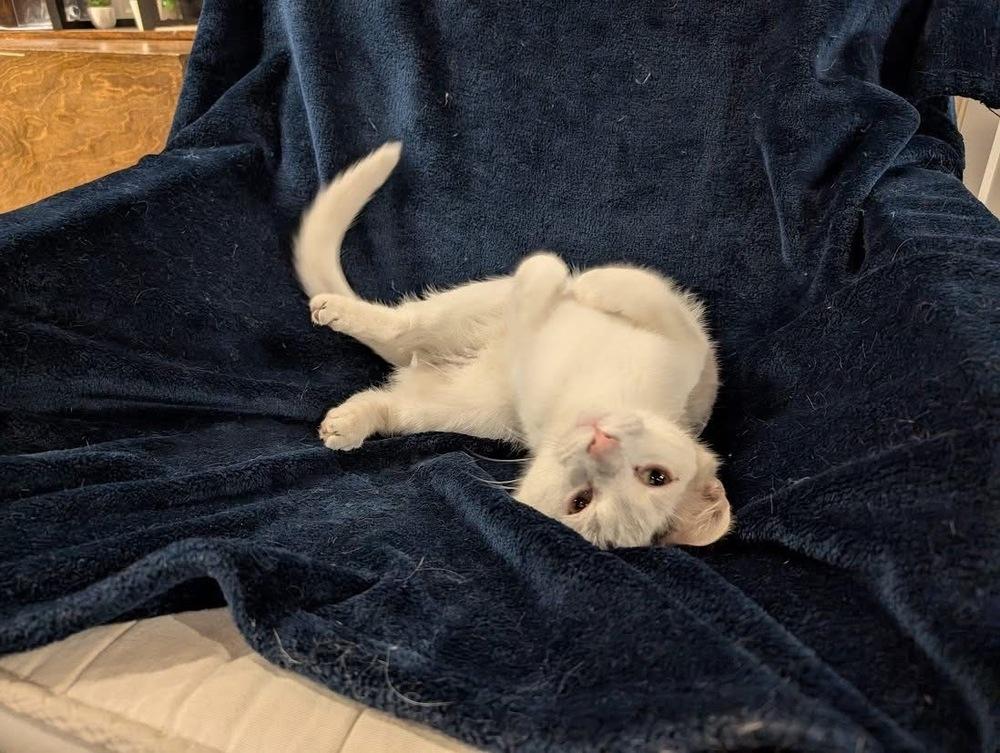 Enlarge Gomez, a Adoptable Domestic Short Hair in Lewisburg, PA image 1/5