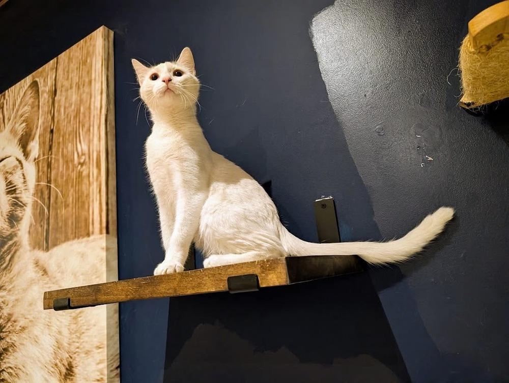 Enlarge Gomez, a Adoptable Domestic Short Hair in Lewisburg, PA image 2/5