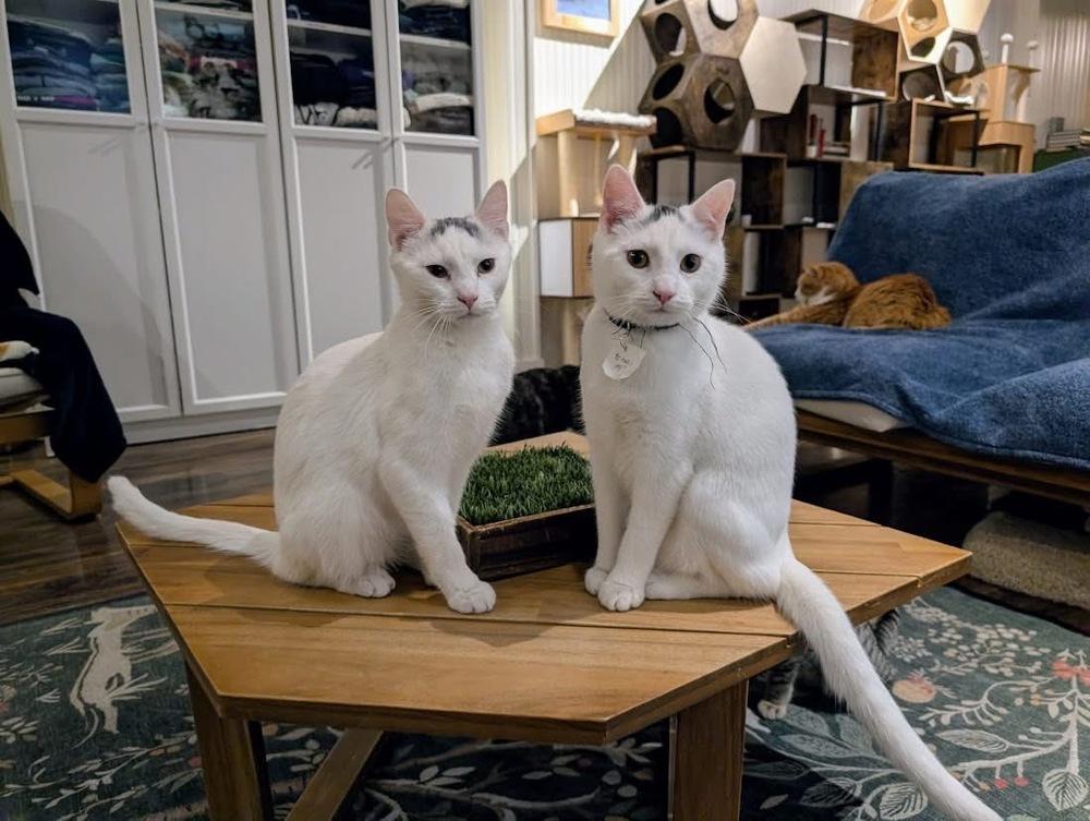 Enlarge Gomez, a Adoptable Domestic Short Hair in Lewisburg, PA image 3/5