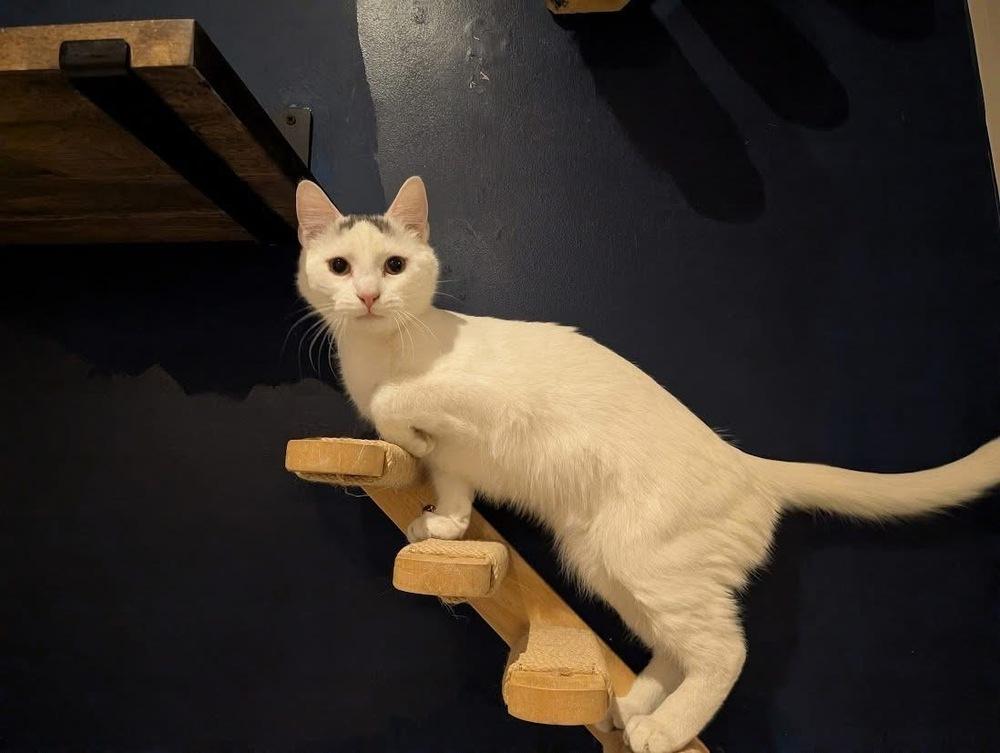 Enlarge Gomez, a Adoptable Domestic Short Hair in Lewisburg, PA image 4/5