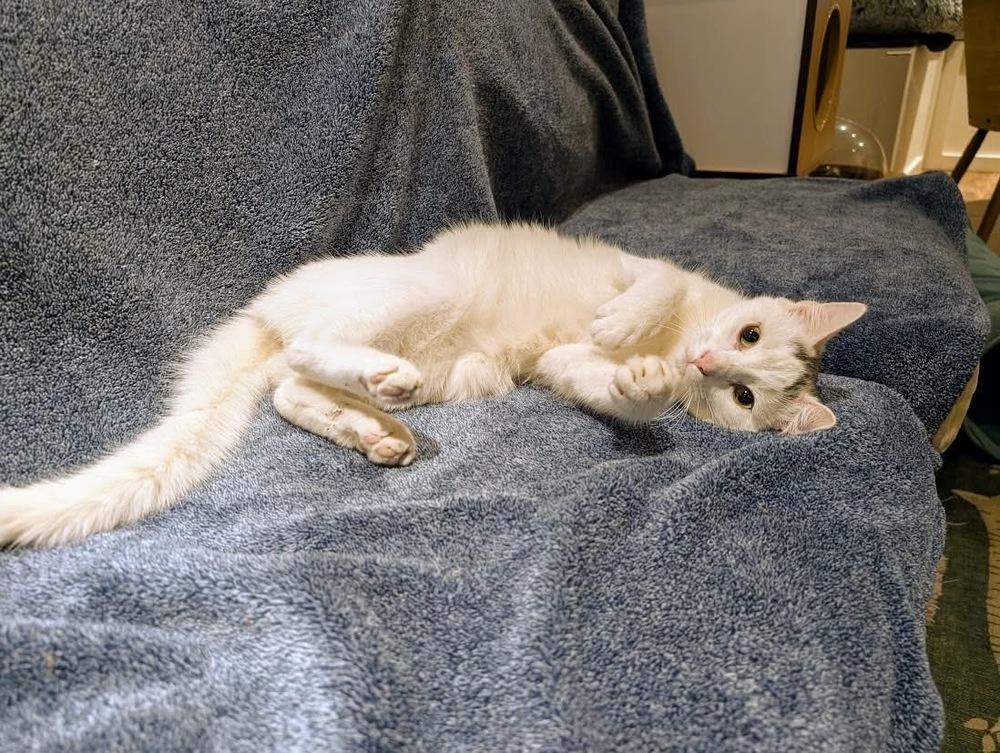 Enlarge Gomez, a Adoptable Domestic Short Hair in Lewisburg, PA image 5/5