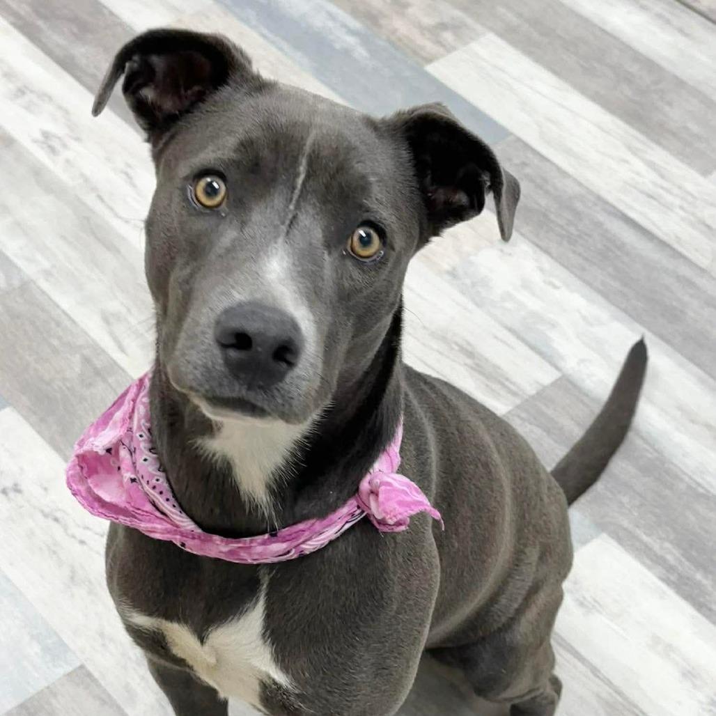 Ella, Adoptable, Adult Female Pit Bull Terrier.