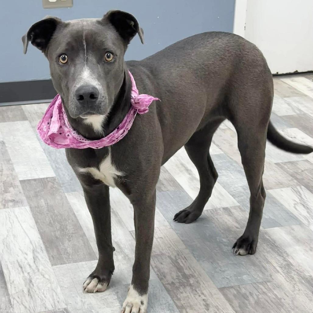 Enlarge Ella, a Adoptable Pit Bull Terrier in Lufkin, TX image 2/2