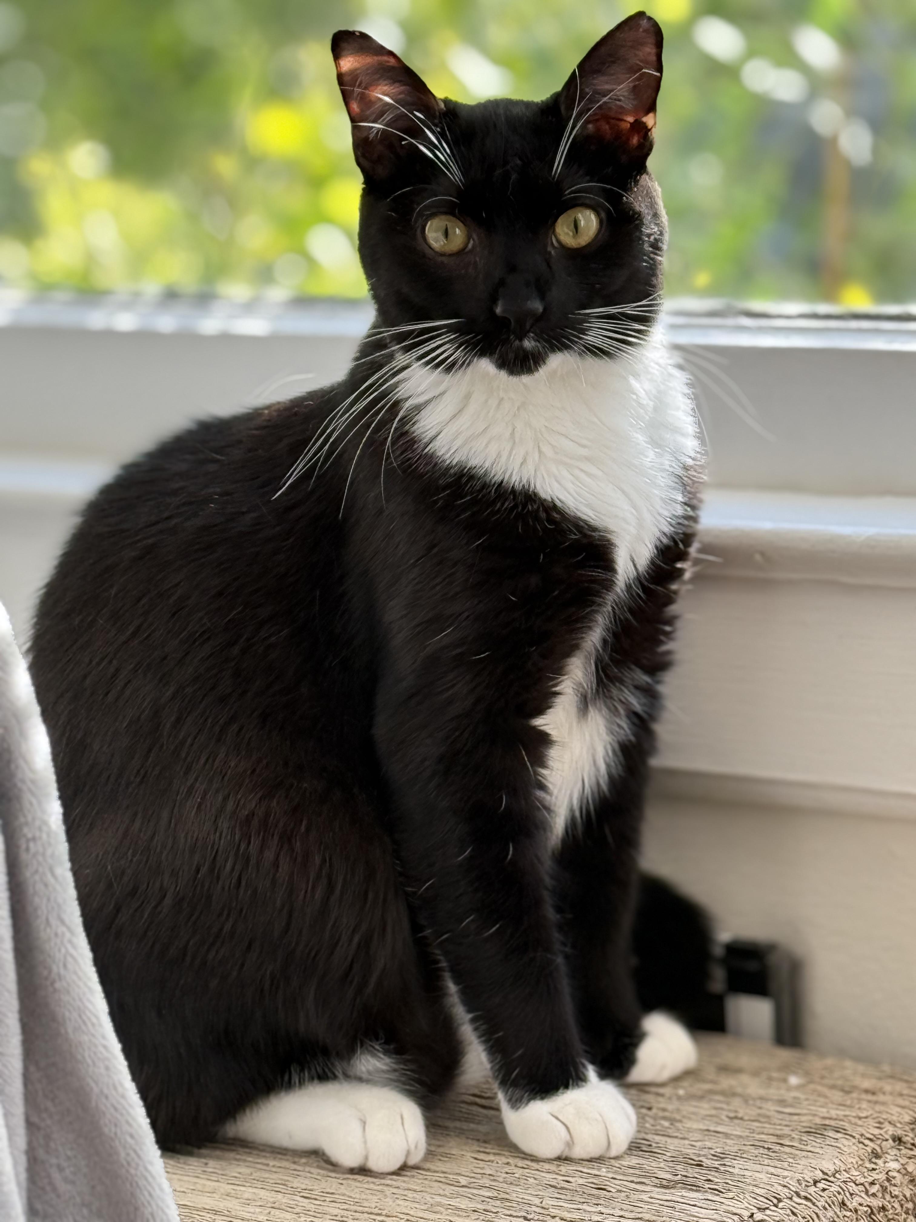 Enlarge Billy, a Adopted Tuxedo in San Francisco, CA image 1/5