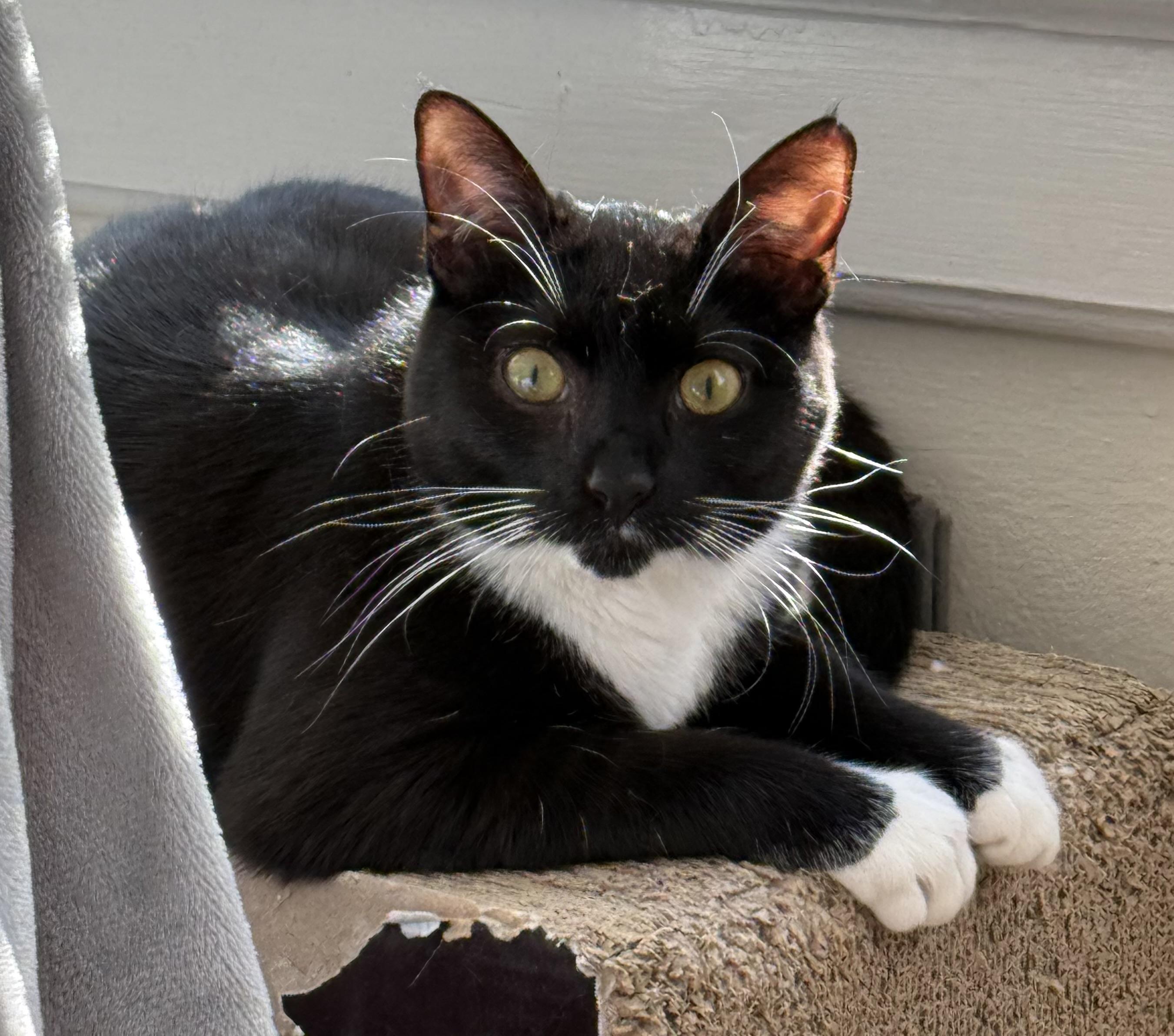 Enlarge Billy, a Adopted Tuxedo in San Francisco, CA image 2/5