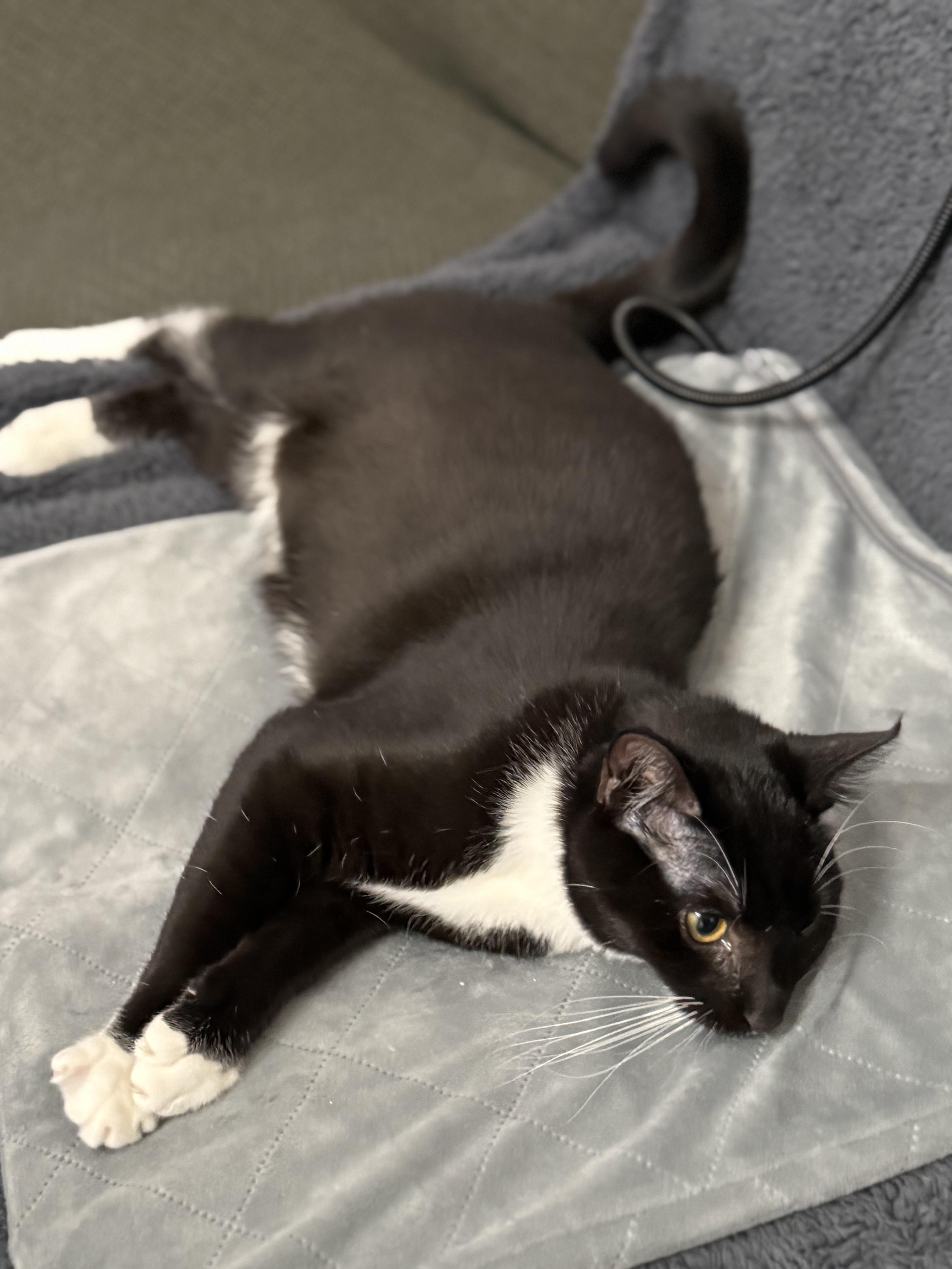 Enlarge Billy, a Adopted Tuxedo in San Francisco, CA image 3/5