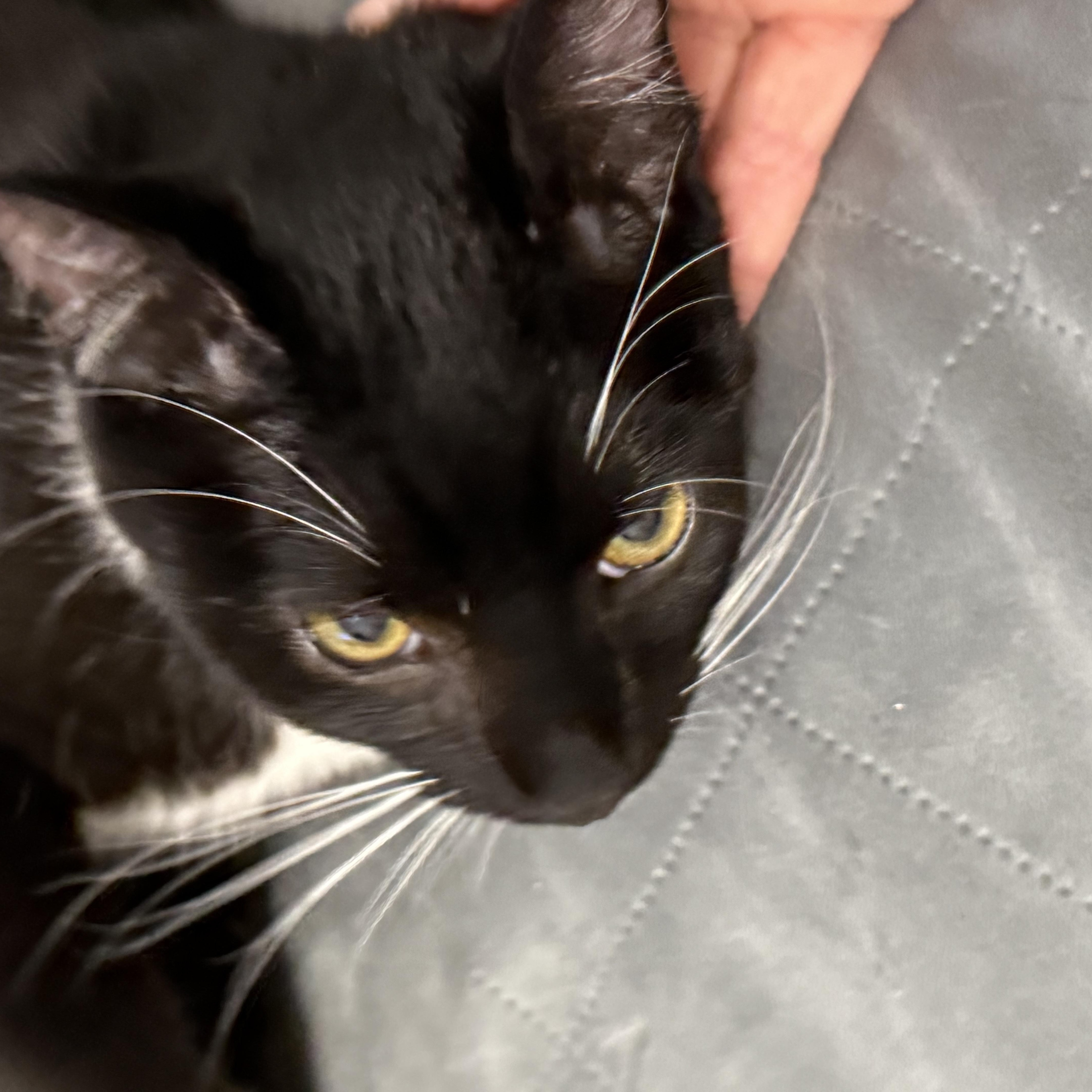 Enlarge Billy, a Adopted Tuxedo in San Francisco, CA image 4/5