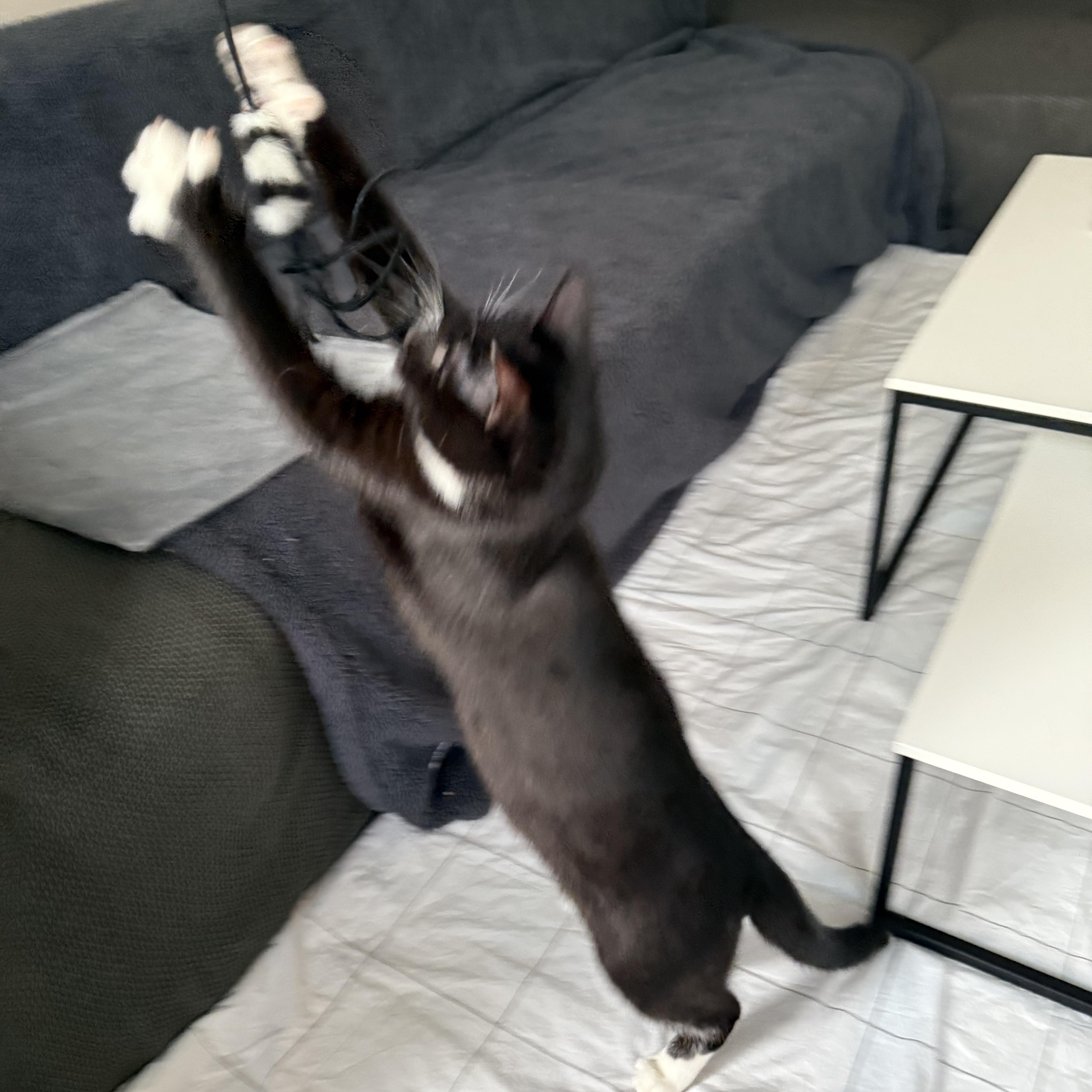 Enlarge Billy, a Adopted Tuxedo in San Francisco, CA image 5/5