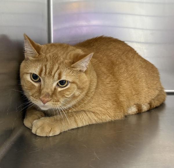 Sandy, Adoptable, Adult Female Domestic Short Hair.