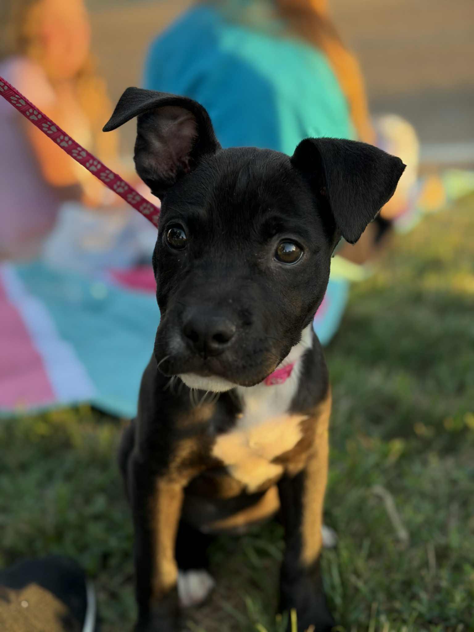 Birdie (in a FOSTER home)