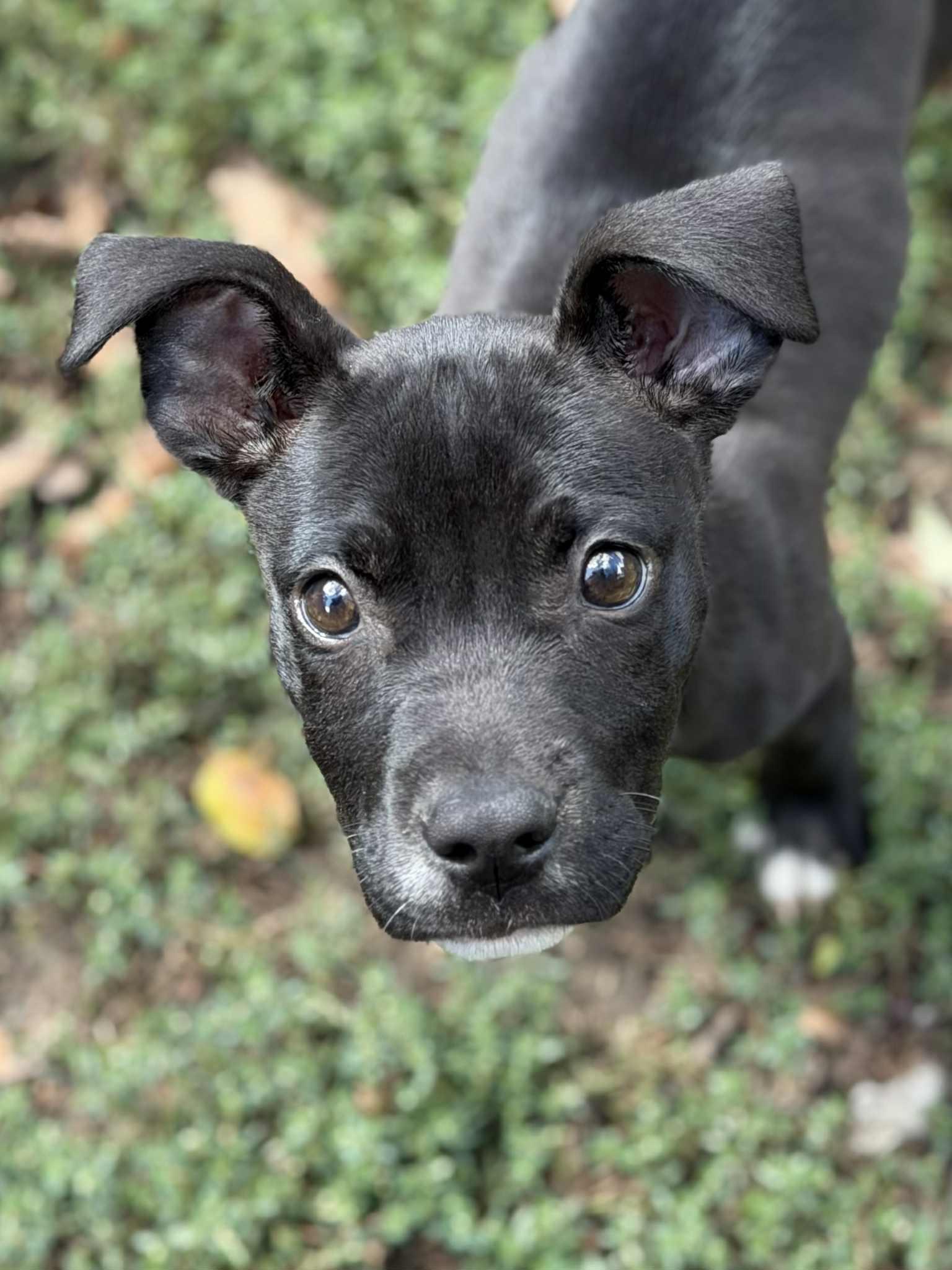 Birdie (in a FOSTER home)