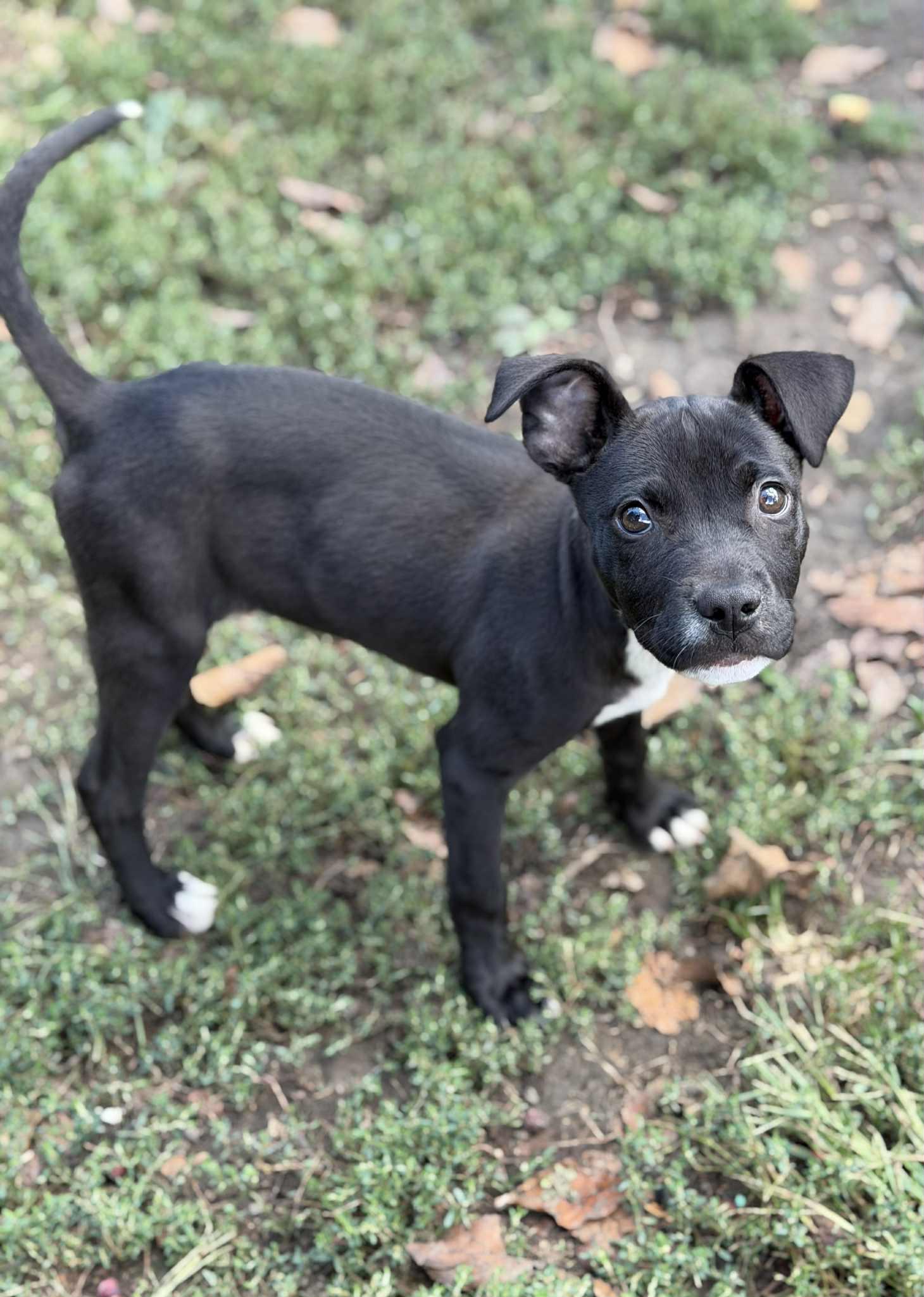 Birdie (in a FOSTER home)