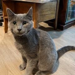 Enlarge Victor Scott II, a Adoptable Domestic Short Hair in St. Louis, MO image 1/6