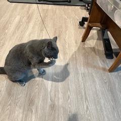 Enlarge Victor Scott II, a Adoptable Domestic Short Hair in St. Louis, MO image 2/6