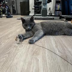 Enlarge Victor Scott II, a Adoptable Domestic Short Hair in St. Louis, MO image 3/6