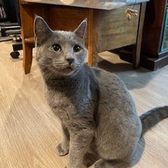 Enlarge Victor Scott II, a Adoptable Domestic Short Hair in St. Louis, MO image 4/6