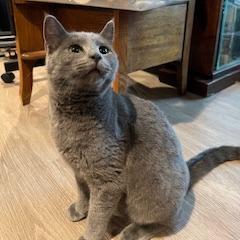 Enlarge Victor Scott II, a Adoptable Domestic Short Hair in St. Louis, MO image 5/6