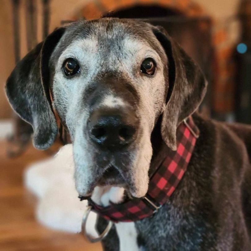 Felix, Adoptable, Adult Male Great Dane.