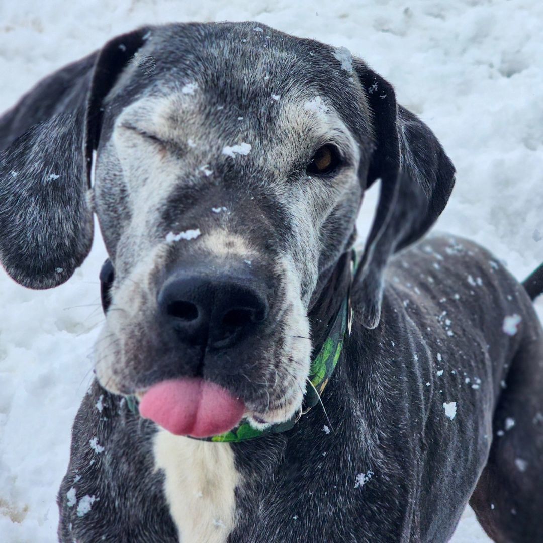 Felix, a Adoptable Great Dane in Tehachapi, CA image 3/6