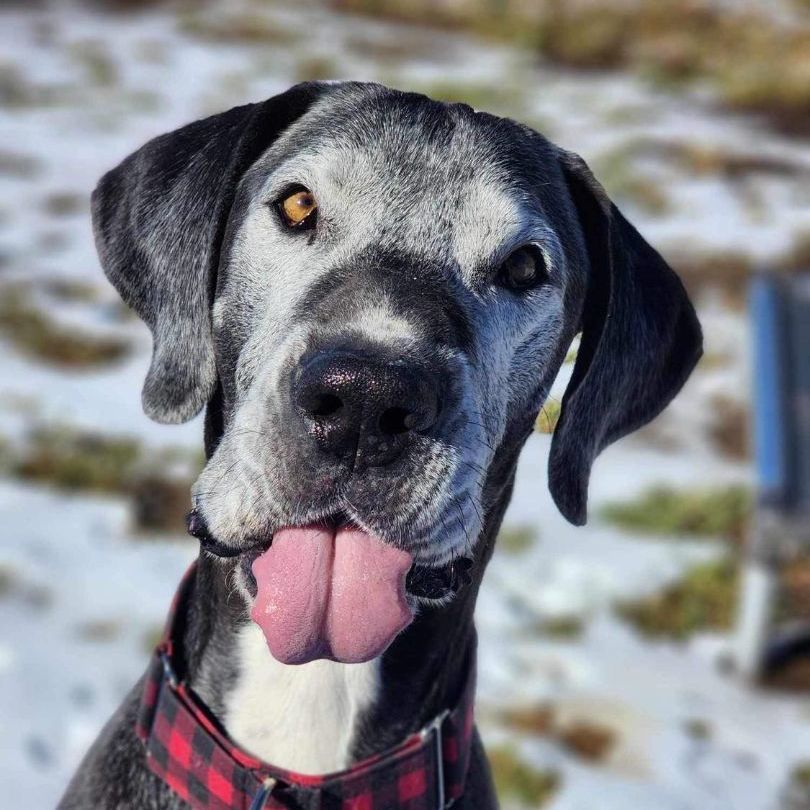 Felix, a Adoptable Great Dane in Tehachapi, CA image 4/6