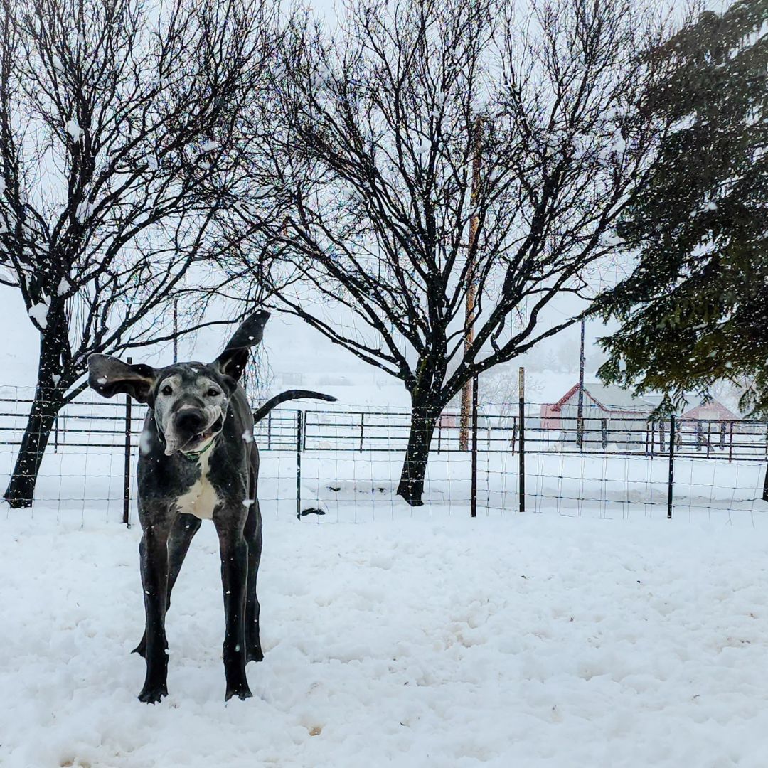 Felix, a Adoptable Great Dane in Tehachapi, CA image 5/6