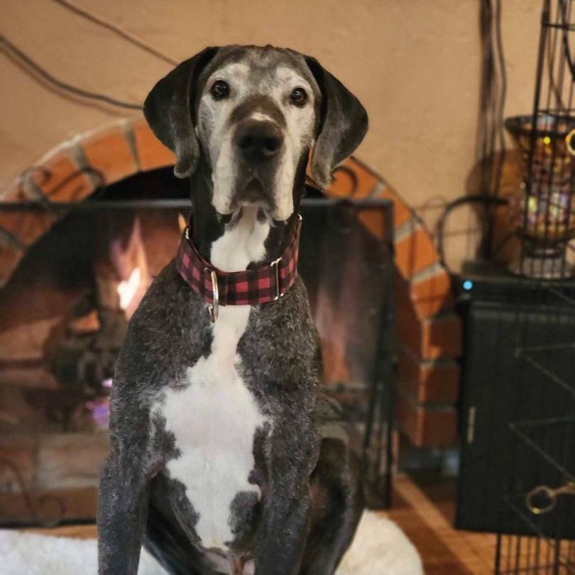 Felix, a Adoptable Great Dane in Tehachapi, CA image 6/6