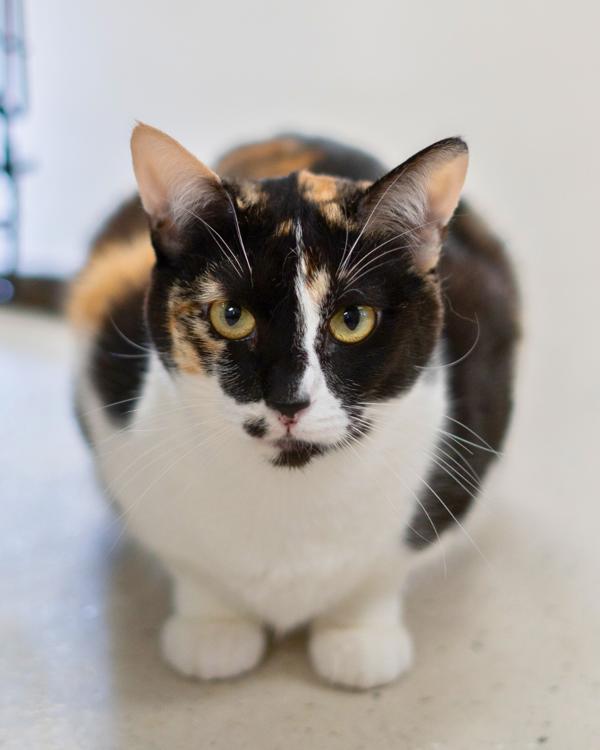 Enlarge Koi, a Adoptable mixed breed in Vallejo, CA image 1/6