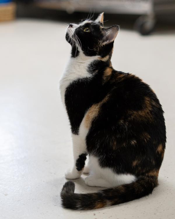 Koi, Adoptable, Adult Female Domestic Short Hair.