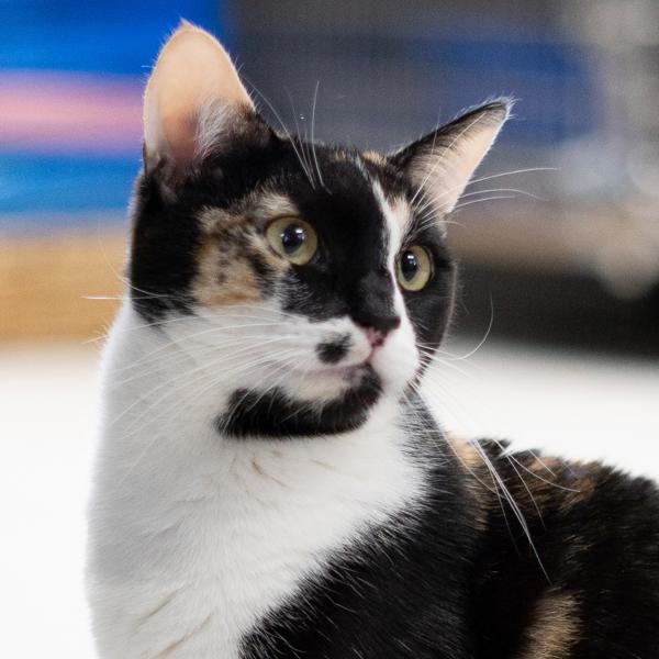 Enlarge Koi, a Adoptable mixed breed in Vallejo, CA image 3/6