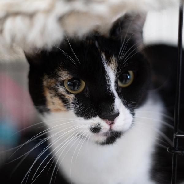 Koi, a Adoptable mixed breed in Vallejo, CA image 3/6