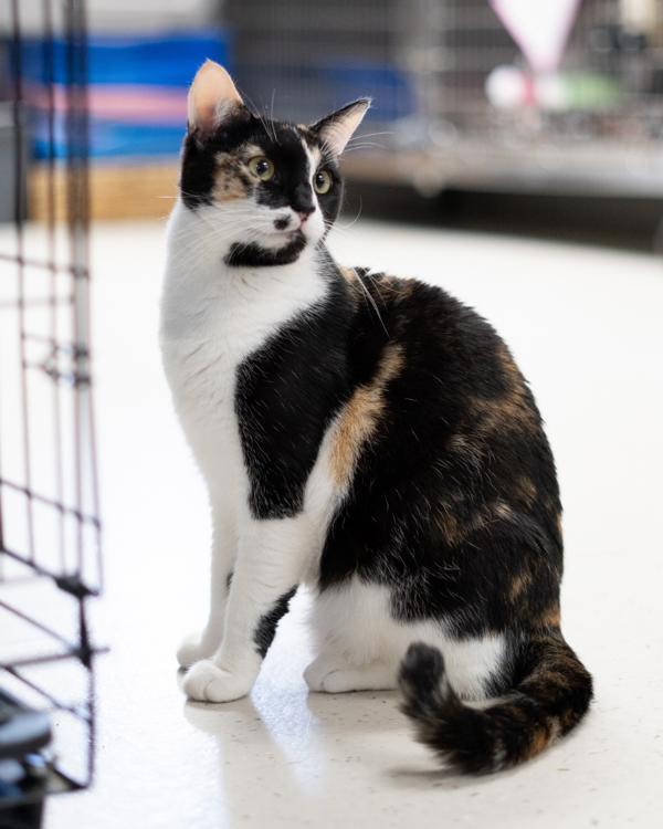 Enlarge Koi, a Adoptable mixed breed in Vallejo, CA image 5/6