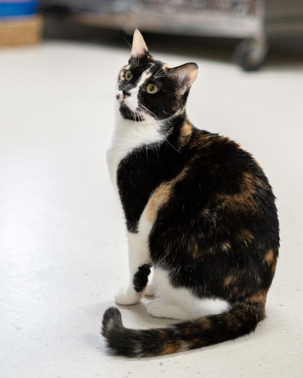 Koi, a Adoptable mixed breed in Vallejo, CA image 6/6