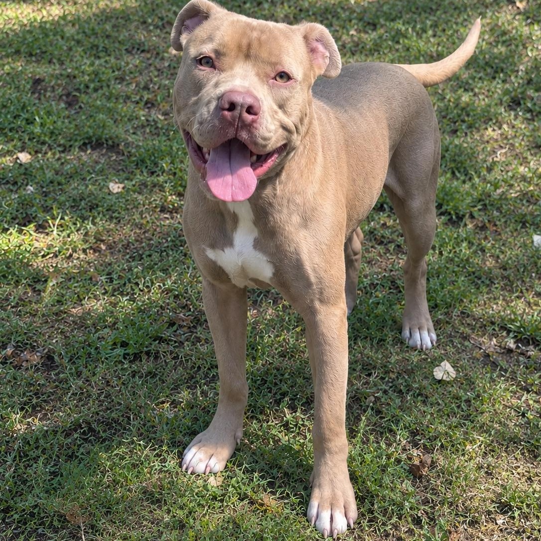 Enlarge Skyler, a ADOPTABLE Pit Bull Terrier in Jersey city, NJ image 1/2