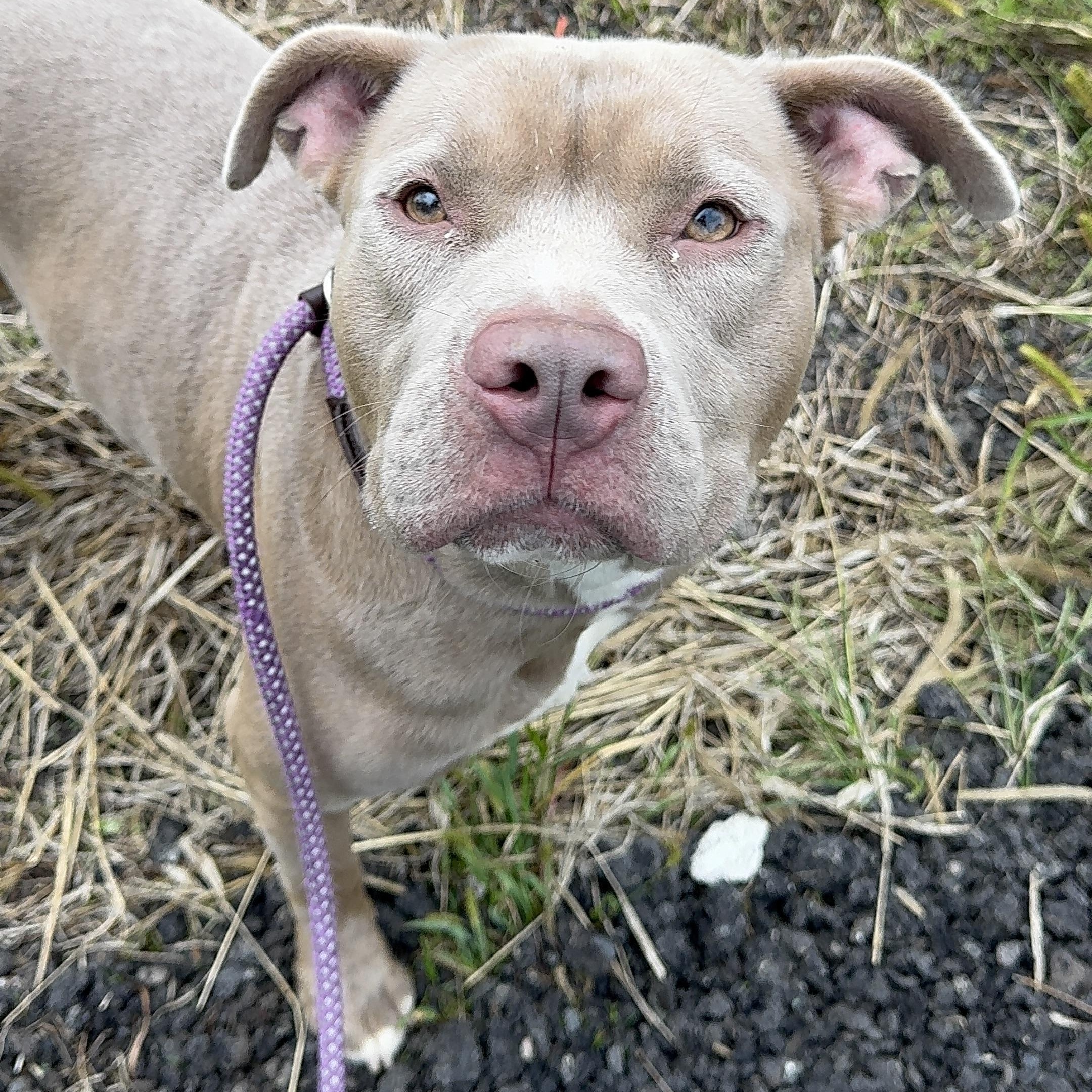 Enlarge Skyler, a ADOPTABLE Pit Bull Terrier in Jersey city, NJ image 2/2