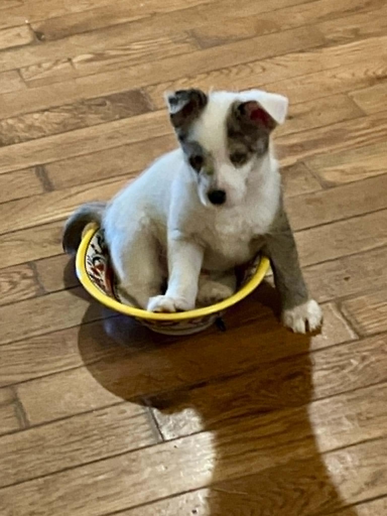 Wilbur, a Adoptable mixed breed in Stormville, NY image 3/5