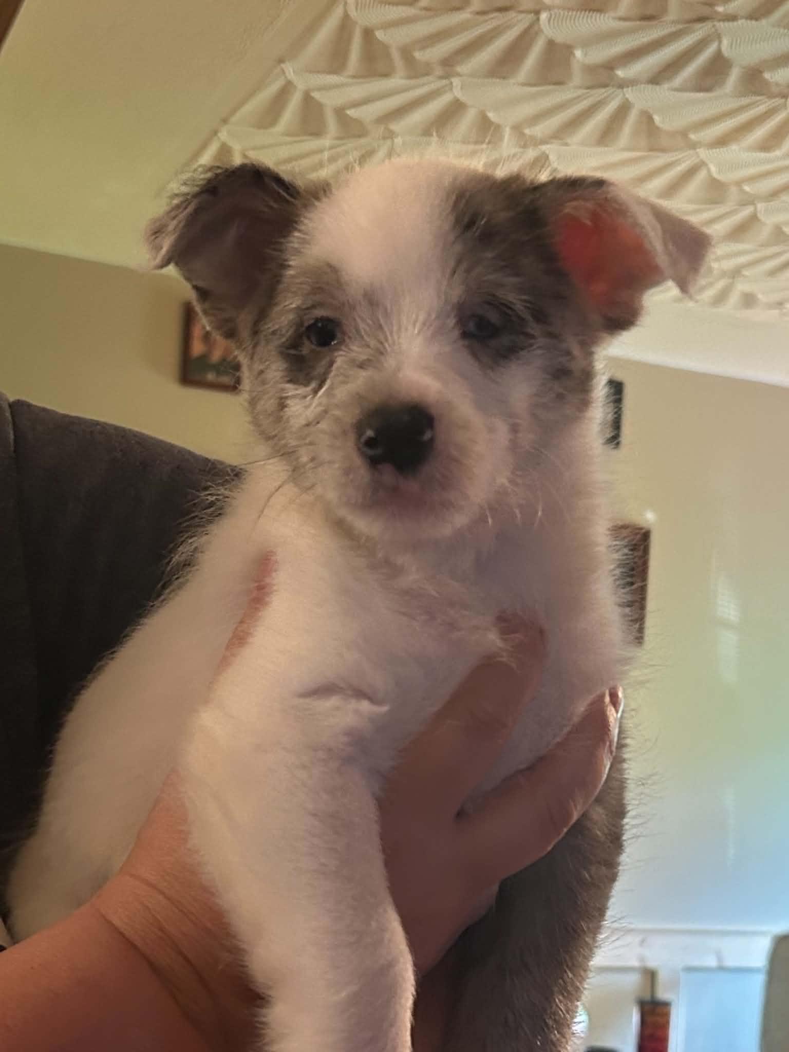Wilbur, a Adoptable mixed breed in Stormville, NY image 5/5