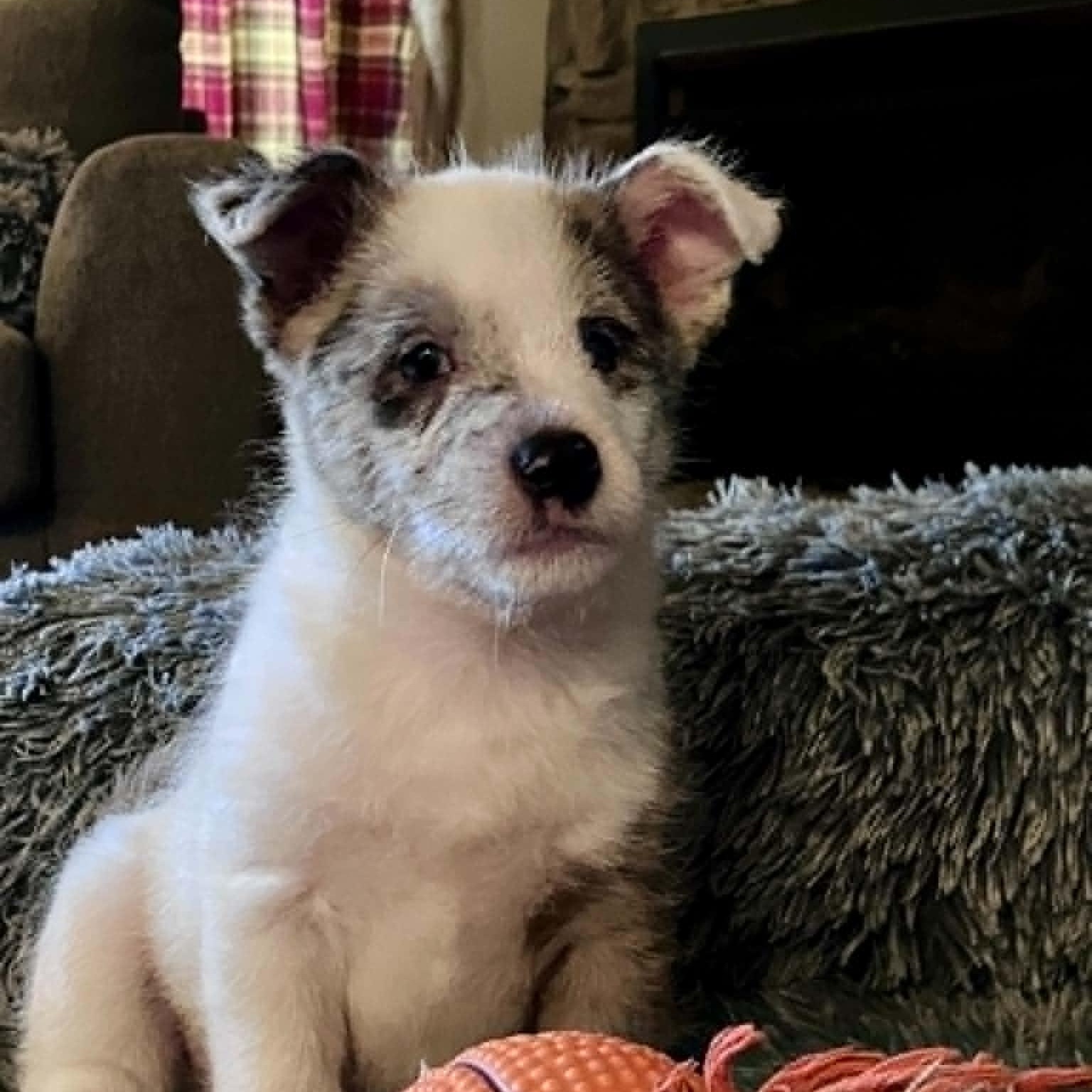 Wilbur, Adoptable, Puppy Male Chihuahua & Yorkshire Terrier.