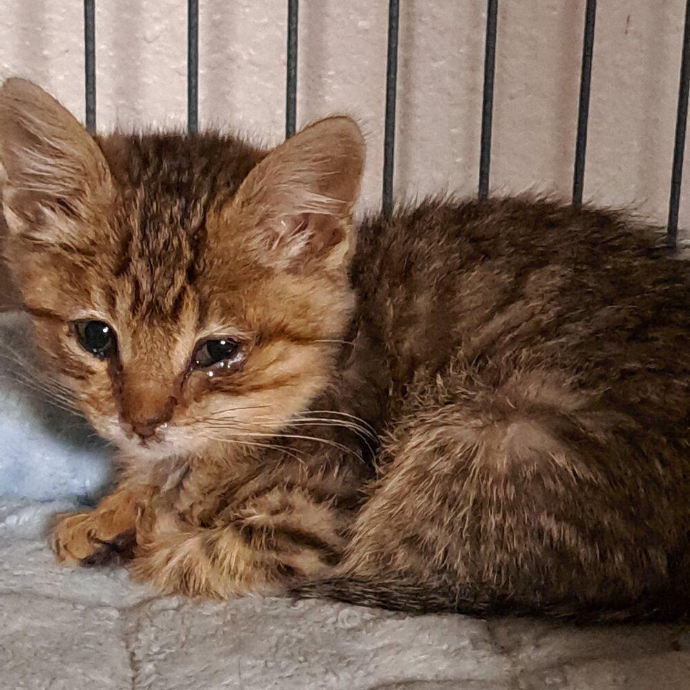 Chips Ahoy, Adoptable, Kitten Male Domestic Short Hair & Domestic Short Hair.