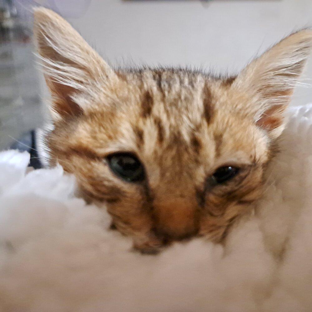 Enlarge Chips Ahoy, a Adoptable mixed breed in Moses Lake, WA image 2/2