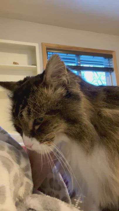 Enlarge Raggedy-Anne, a Adopted mixed breed in Wasilla, AK video 2/3