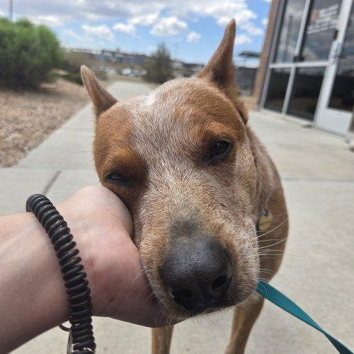 Rojo, Adoptable, Young Male Cattle Dog & Mixed Breed.