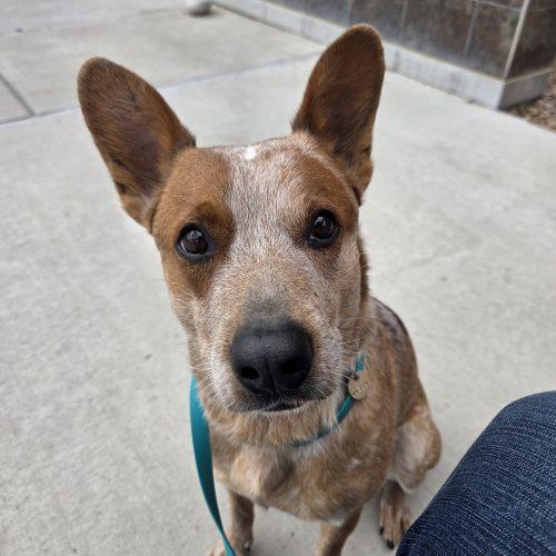 Enlarge Rojo, a Adoptable mixed breed in Grand Junction, CO image 2/5