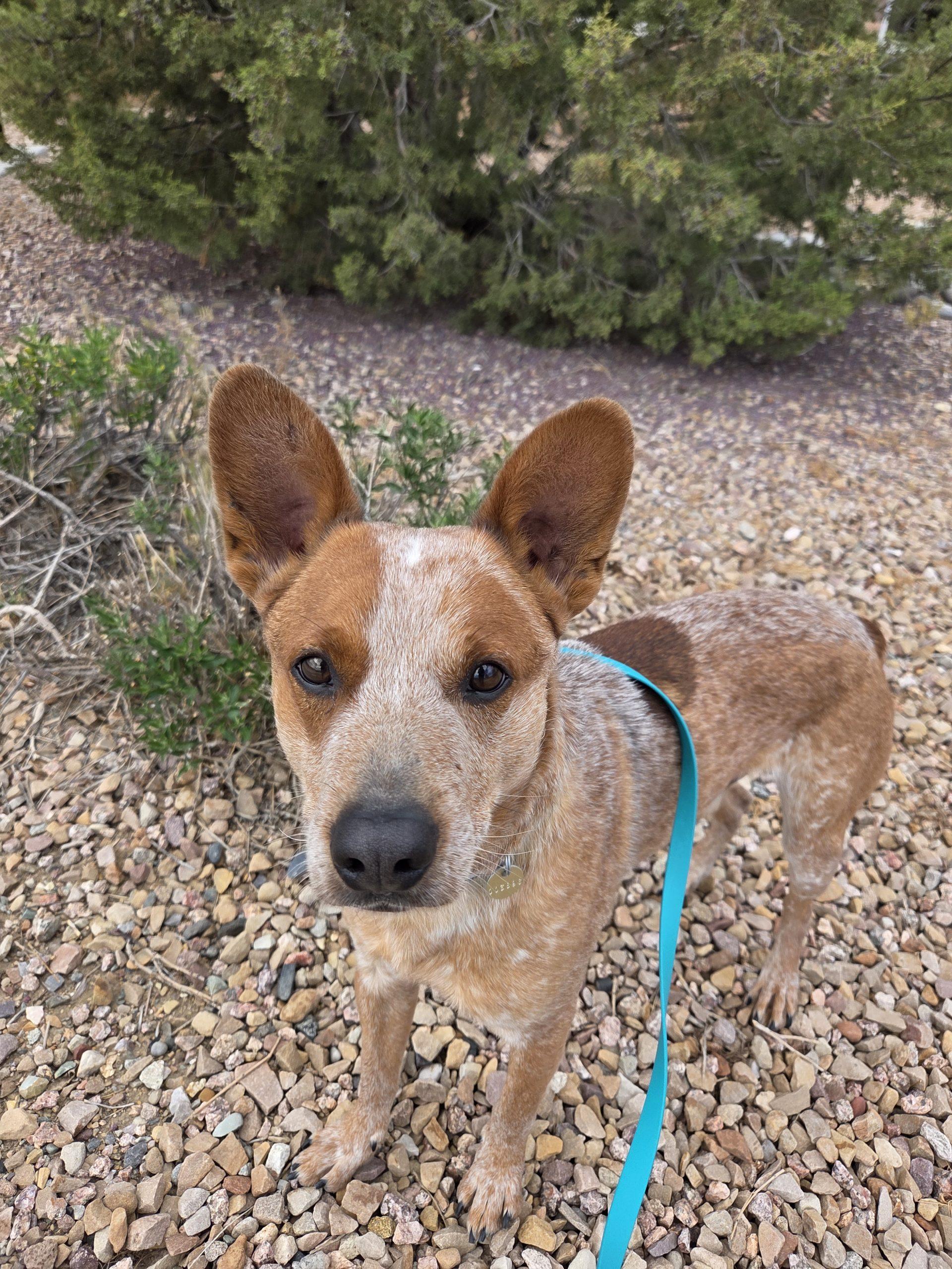 Enlarge Rojo, a Adoptable mixed breed in Grand Junction, CO image 3/5
