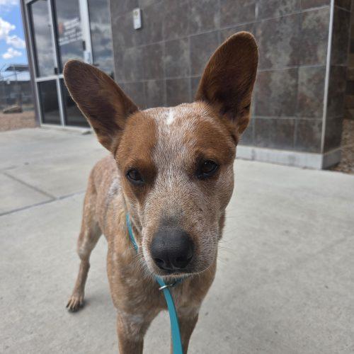 Enlarge Rojo, a Adoptable mixed breed in Grand Junction, CO image 4/5