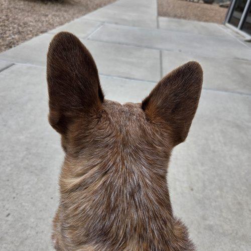 Enlarge Rojo, a Adoptable mixed breed in Grand Junction, CO image 5/5