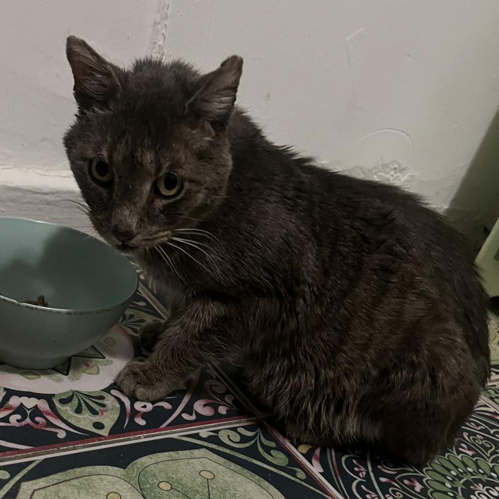 Yogi Berrera — thumbnail 3