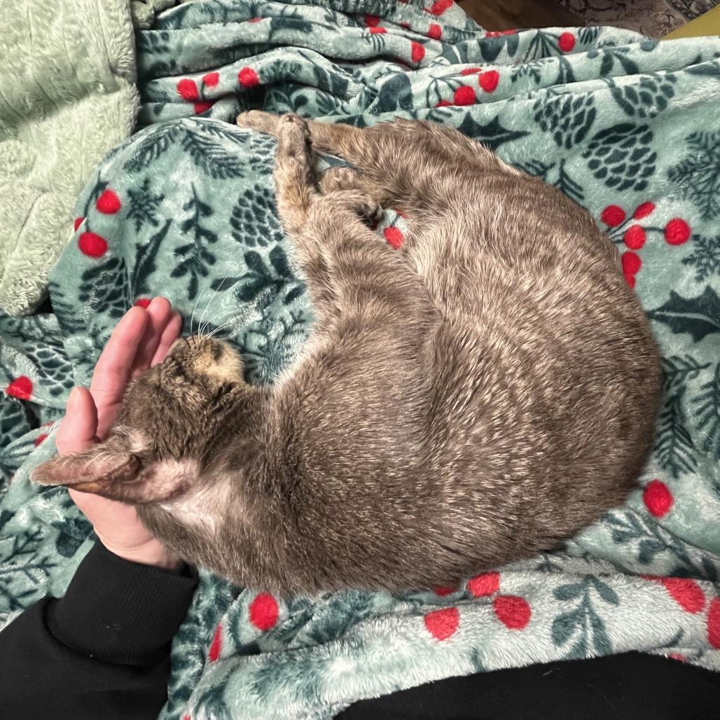 Yogi Berrera — thumbnail 4